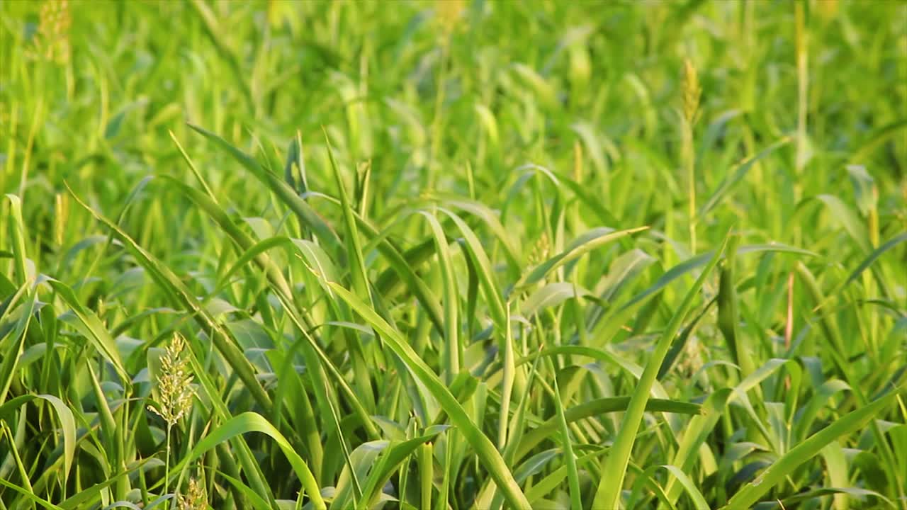 Green millet plants swaying in sunlight on farm. Peaceful close-up of rural agriculture and natural growth. Perfect for farming, nature or documentary visuals.