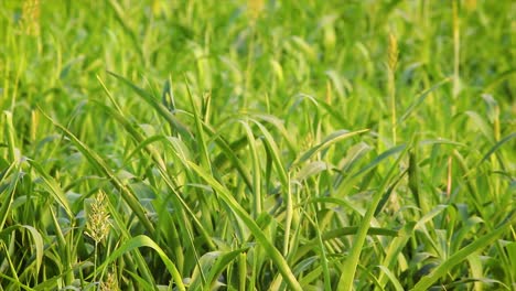 green millet plants swaying in sunlight on farm. peaceful close-up of rural agriculture and natural growth. perfect for farming, nature or documentary visuals.