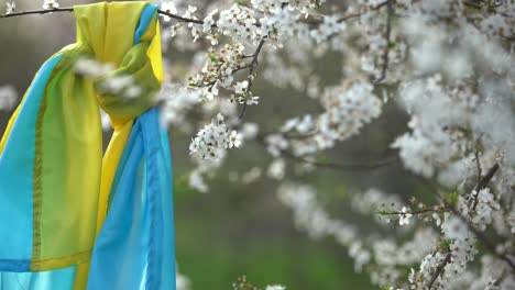 spring flowering trees with flowers against the background of the flag of ukraine. spring background.