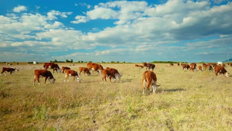 a peaceful rural scene with cows grazing in a green meadow under a blue sky