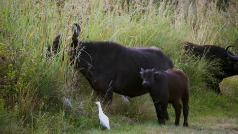 newborn buffalo calf with his mother and father grazing in the forest with ergets around