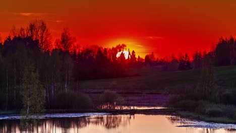 fox junto al lago disfruta de una puesta de sol dorada ardiente detrás de los árboles del bosque