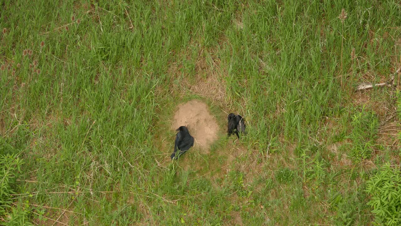 개미를 날개로 기어다니게 하여 잡는 까마귀