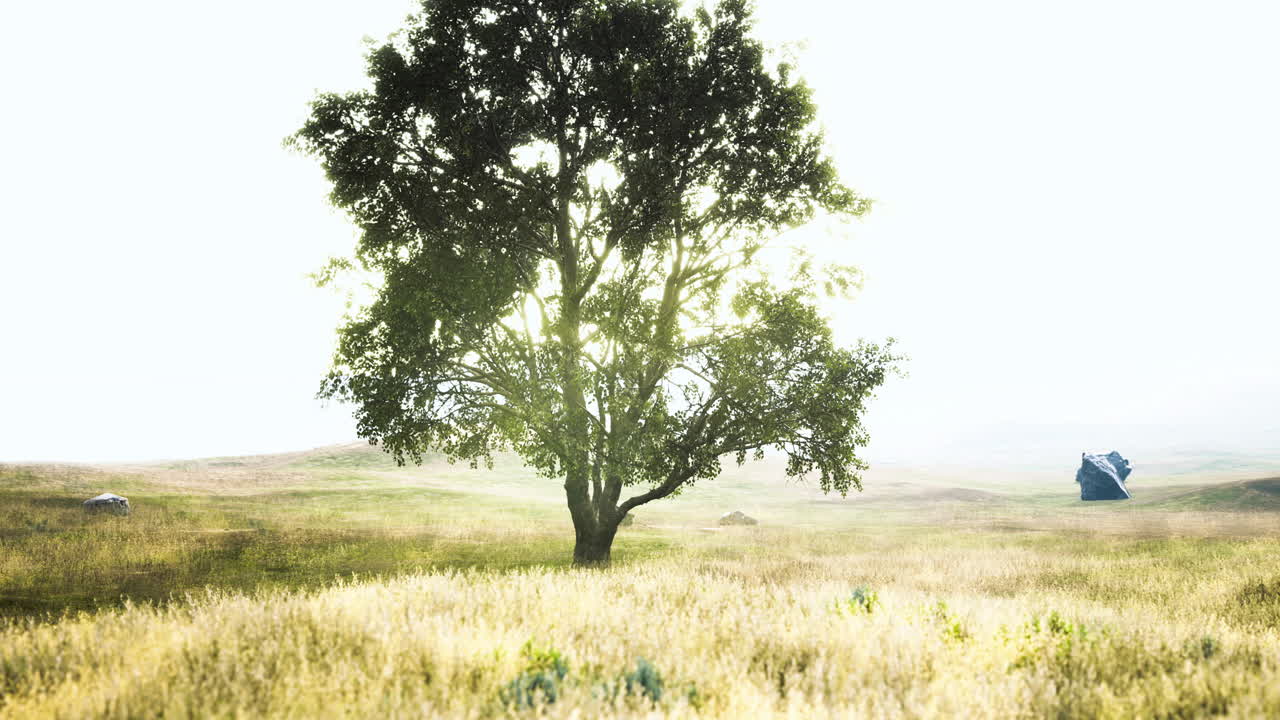 Majestic tree stands alone in a sunlit field on a tranquil morning