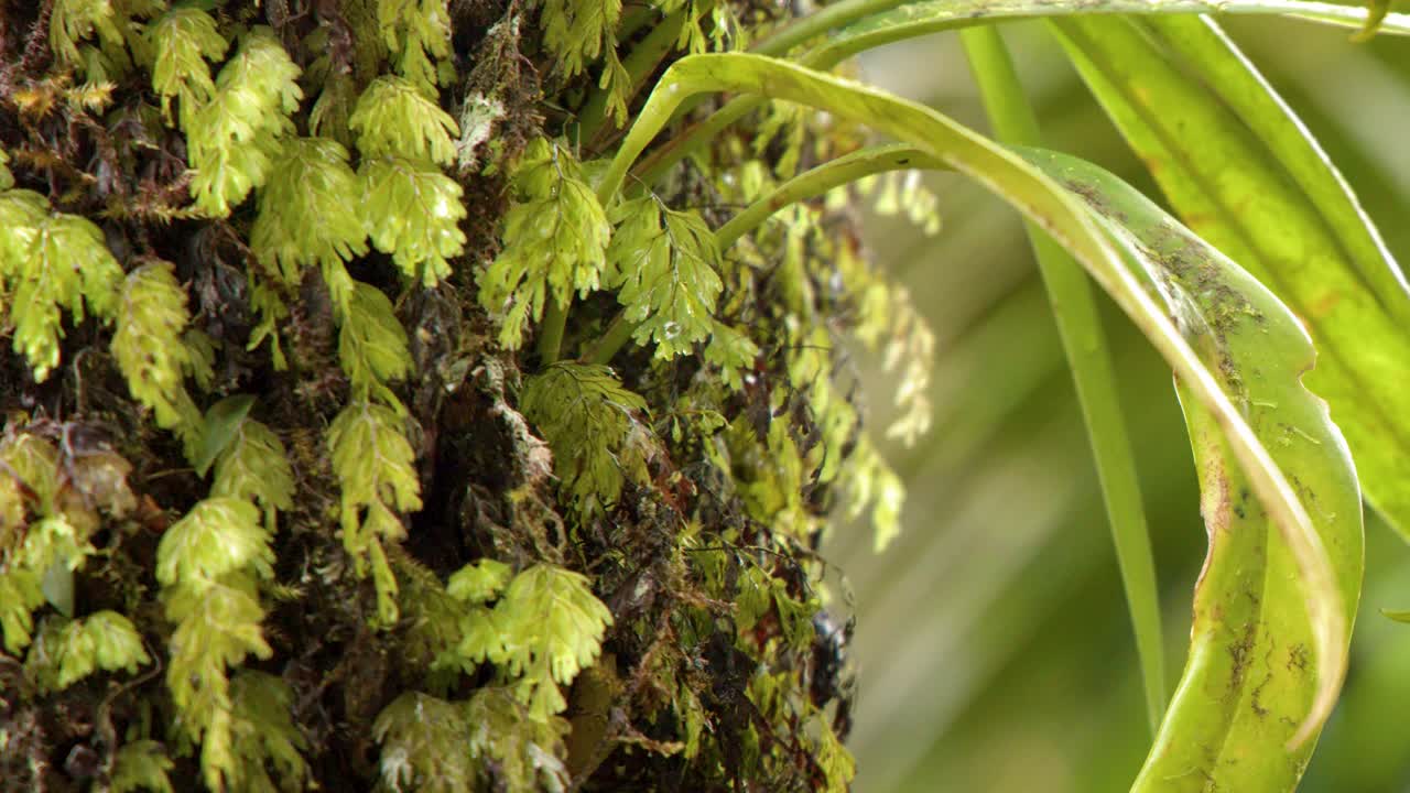 Close-up shot of lush green epiphytes growing on a tree trunk in Palau's rainforest