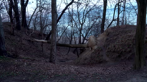 fallen tree on the edge of a slope above the coast