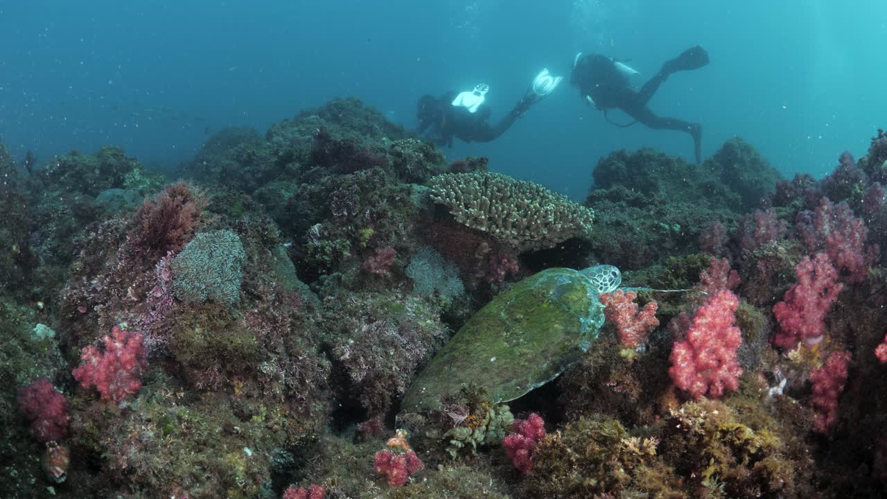 los buzos nadan por encima de un sistema de arrecifes oceánicos mientras una tortuga descansa entre las coloridas esponjas blandas