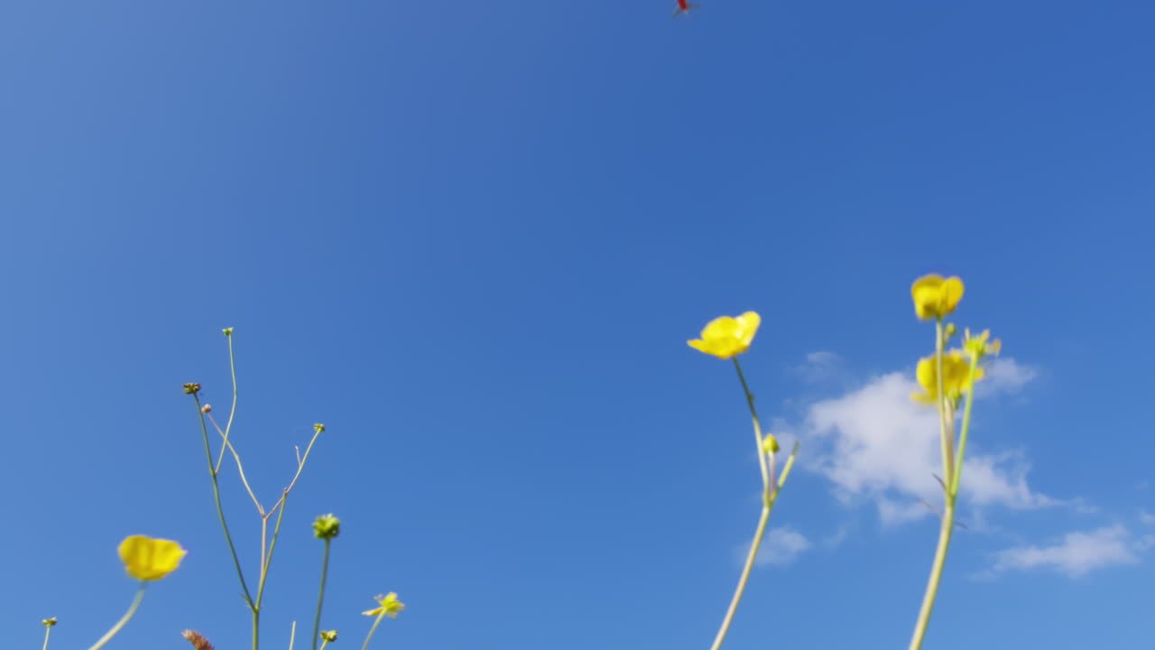 파란 하늘에 있는 꽃과 비행기