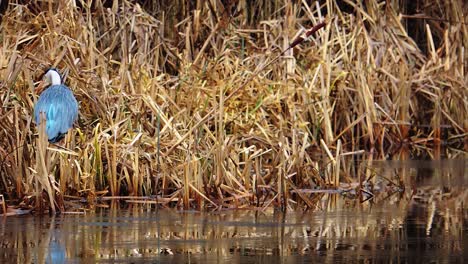 atemberaubender schöner graureiher, der im teich nach nahrung sucht - stetiger schuss