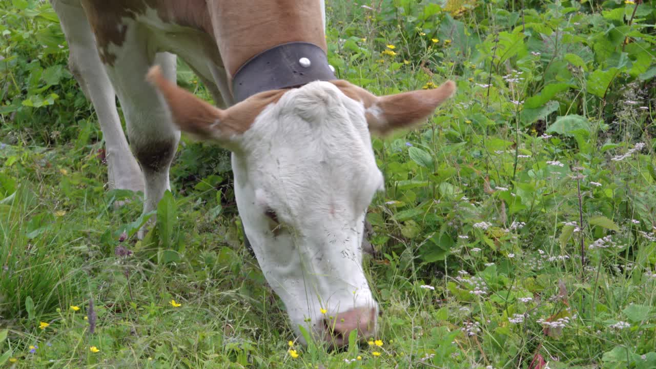 A cow is grazing in a pasture in the fresh air