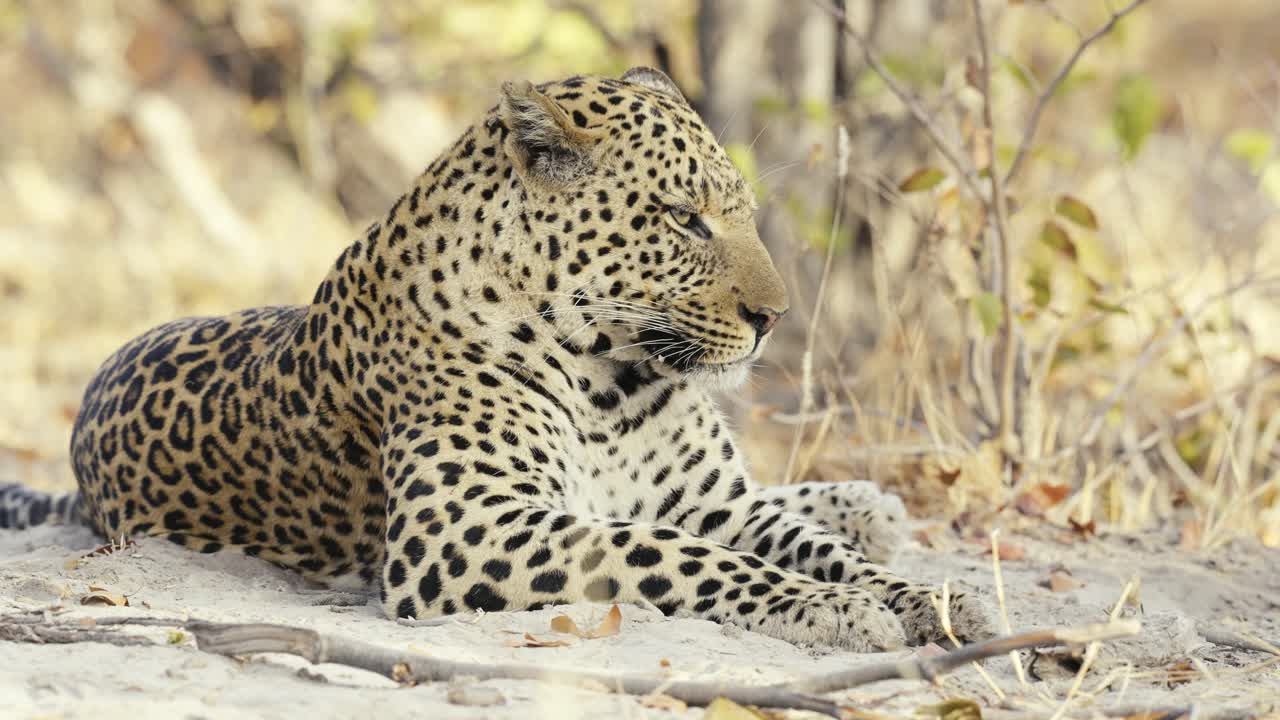 A leopard lies gracefully on the ground in Africa, blending into its surroundings and embodying the beauty of the wild