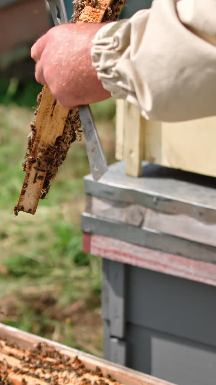Apiarist holding frame with bees on blur hives background. Bees crawling on honey frame. Beekeeper examines bees on apiary. Vertical video