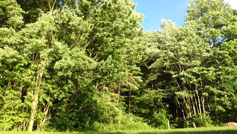 the trees on the edge of the forest blowing in the wind