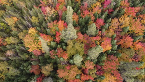 Vibrantes-Copas-De-Los-árboles-De-Otoño,-Patrón-Natural-De-Bosques-Densos-Con-Colores-Otoñales,-Movimiento-Aéreo-Inclinado-Hacia-Abajo