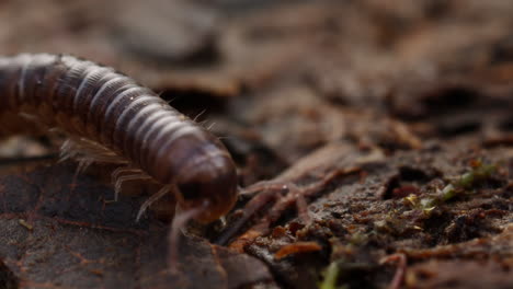 Blunt-tailed-Snake-Millipede-crawling-towards-camera,-macro-shot