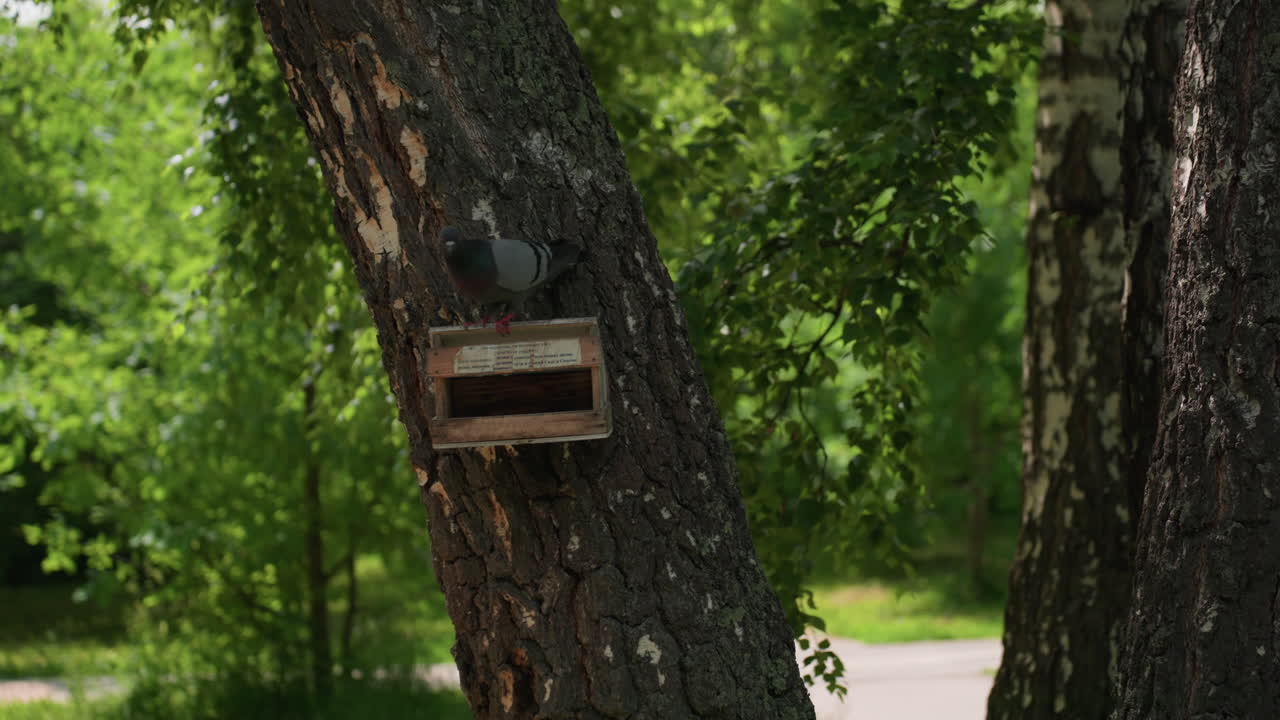Pigeon perched on wooden box fixed to tree trunk under lush green foliage, calmly observing surroundings in peaceful summer park while people stroll on sunny path in soft blur background