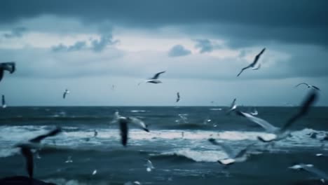 A Chaotic Dance of Seagulls Against a Gloomy Coastal Sky, Capturing the Raw Beauty of Nature&#039;s Power in Flight and the Roaring Waves Below