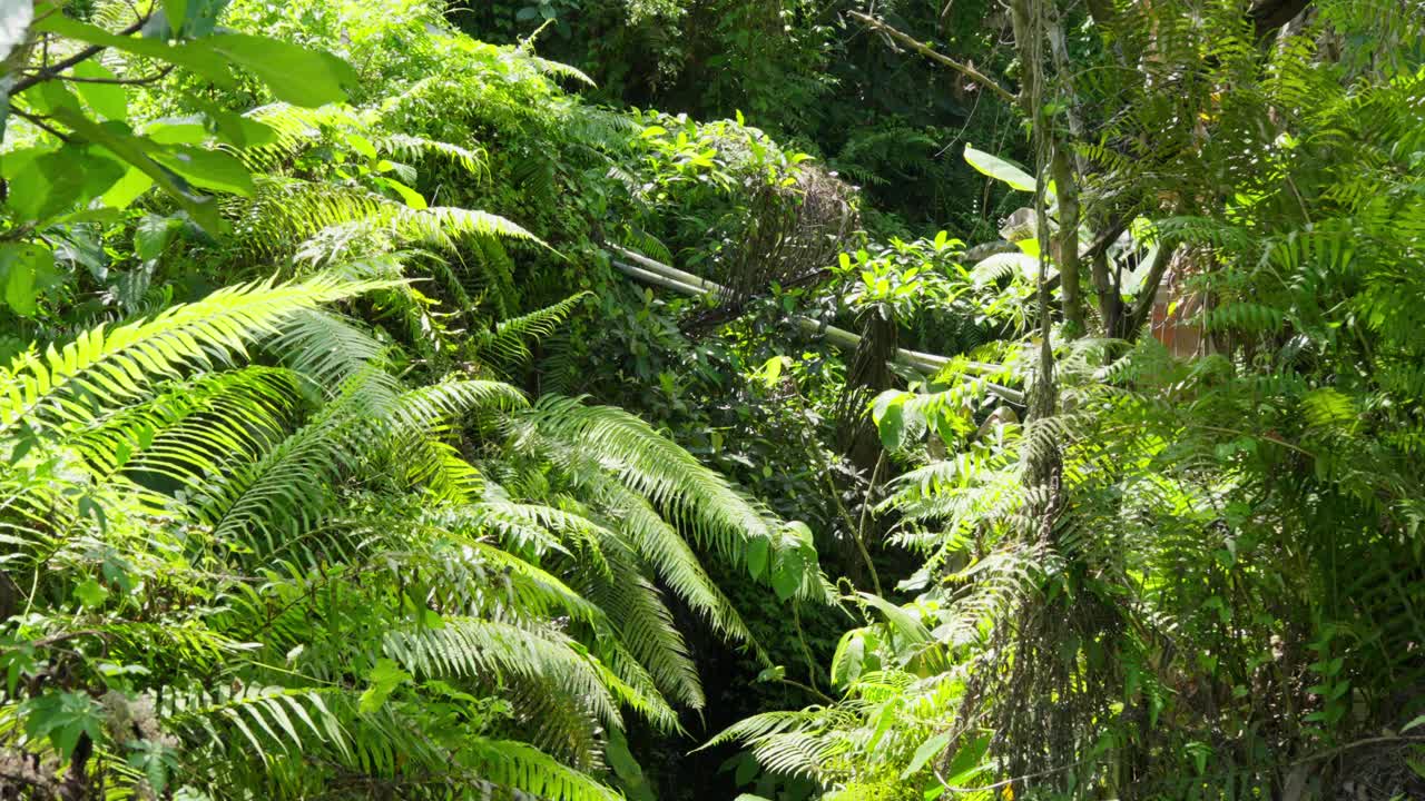 Lush Green Jungle Foliage with Ferns