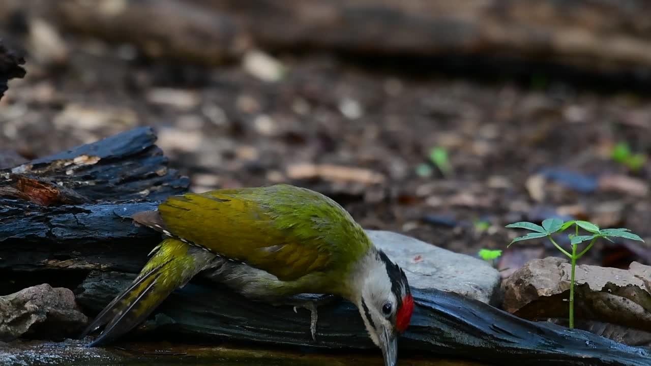 el pájaro carpintero de cabeza gris también se llama pájaro carpintero de cara gris se encuentra en muchos parques nacionales en tailandia y es muy particular en la elección de su hábitat para que prospere