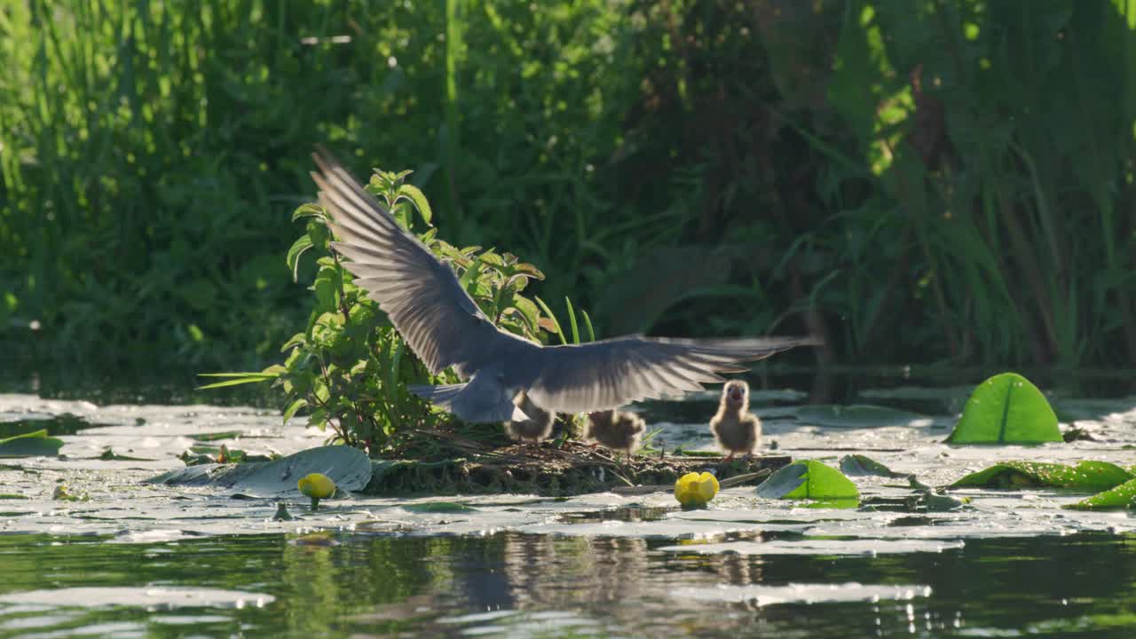замедленная съемка материнской черной крачки, кормящей птенцов