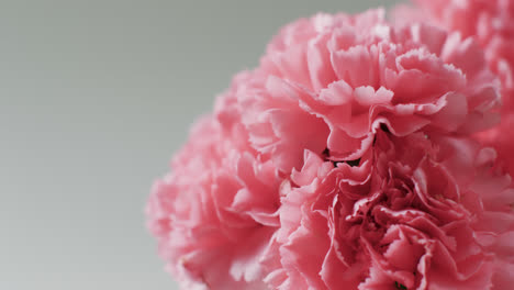 video of close up of bunch of pink flowers with copy space on grey background