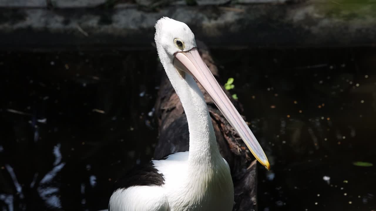 Pelican Preening Its Feathers in Natural Habitat – Close-Up Wildlife Behavior Footage