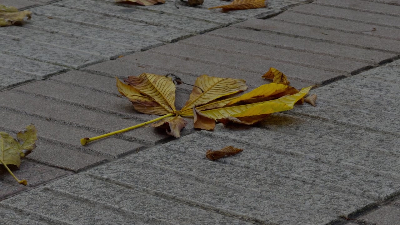 Yellow Four Spike Leaf Over Bicolor Sidewalk Leaves Laying On Pavement