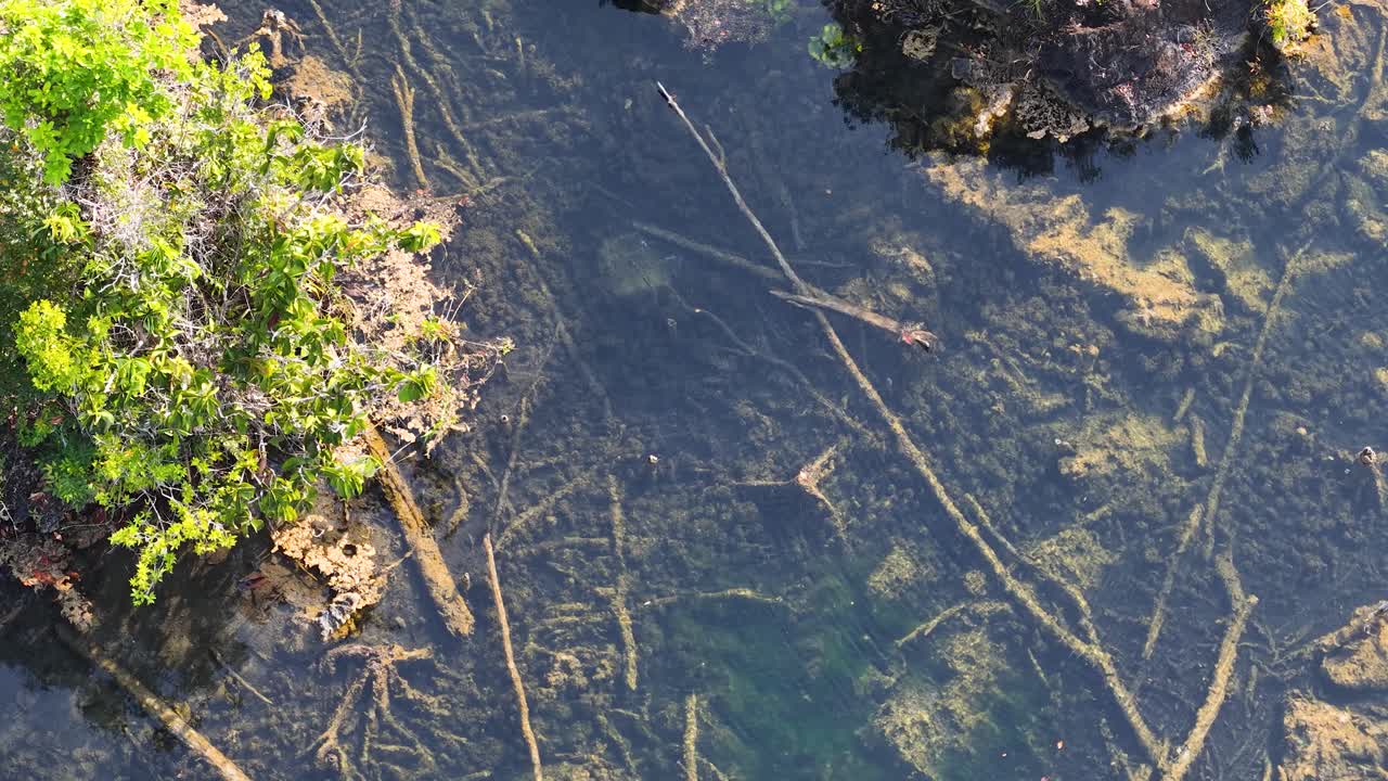 Top-down drone shot reveals crystal clear water and submerged logs in a tropical jungle river