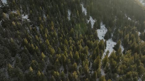 Orbiting-birds-eye-view-drone-shot-of-the-trees-at-Lookout-Mountain