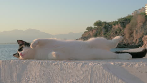 black and white cat lying near a rocky seacoast