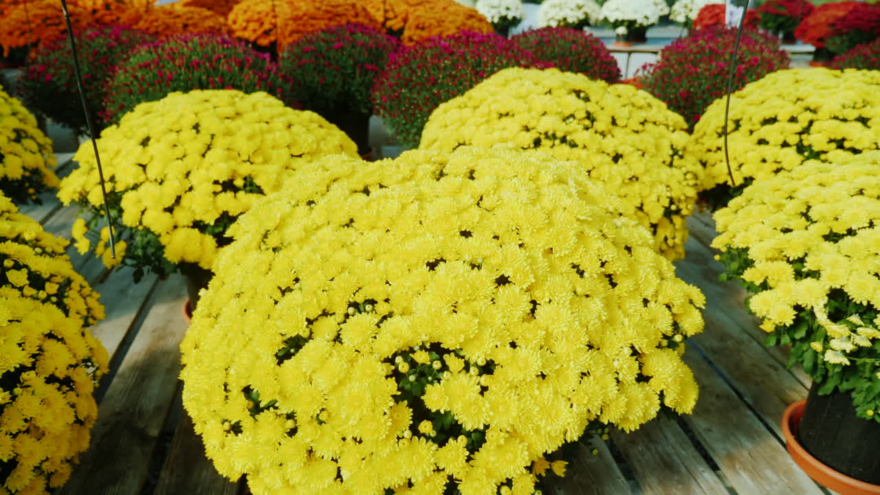 vivero de plantas crisantemo amarillo
