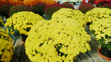 pflanzengärtnerei gelbe chrysantheme