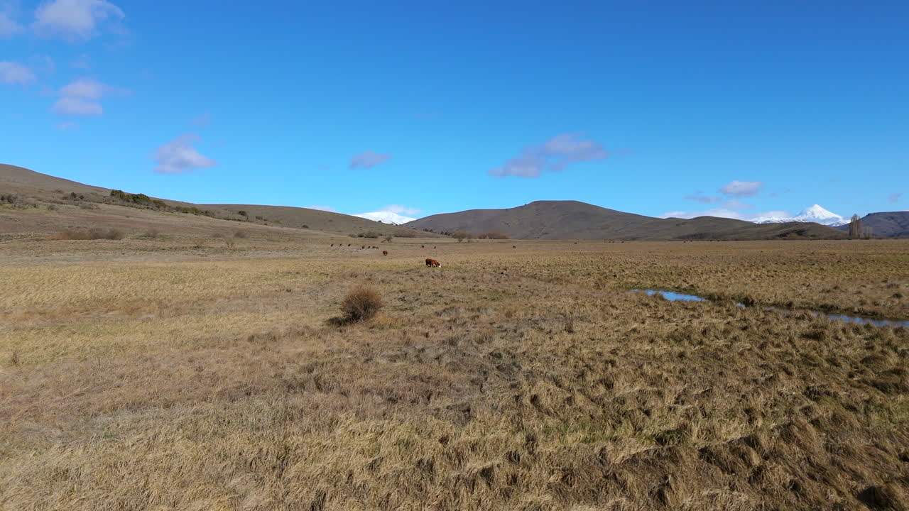 Flying over Argentine Patagonia with forested mountains and snow-covered Lanín volcano in Neuquén, Argentina
