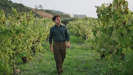 Man-going-vineyard-rows-looking-bushes-on-harvesting-vertical.-Farmer-inspecting