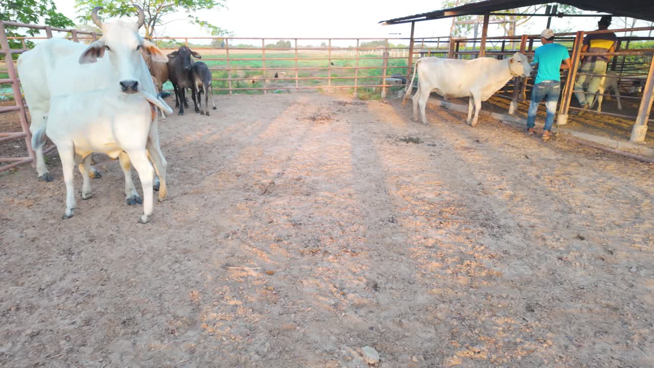 Brahman cow with calf in rural cattle farm corral during feeding time during golden hour
