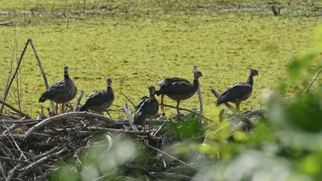 chaja, a large bird in buenos aires in argentina, big birds in south america on a lake in the tropical scenery