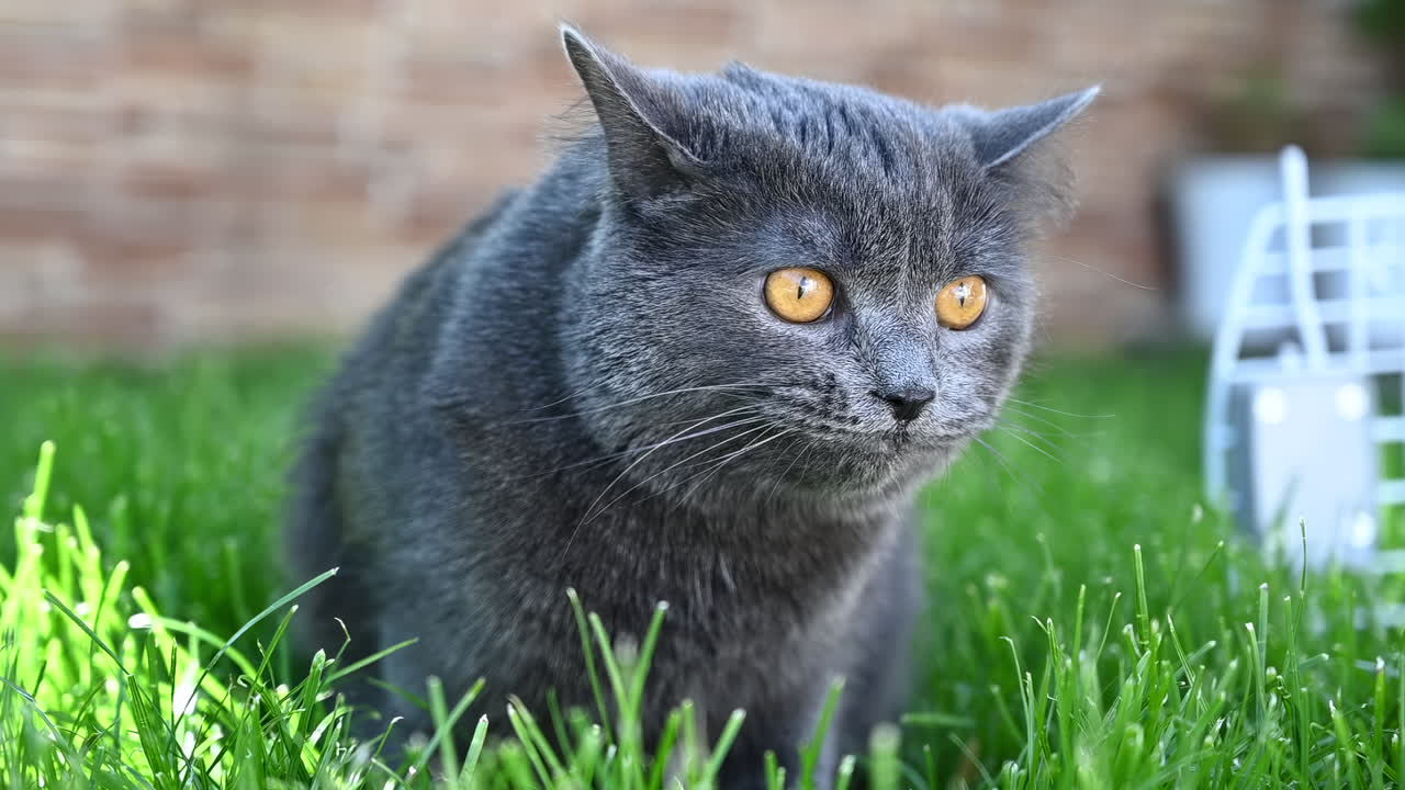 Gatto che mangia erba verde fresca in giardino in una giornata di sole