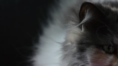 Siberian-cat-looking-up-and-to-the-camera---close-up