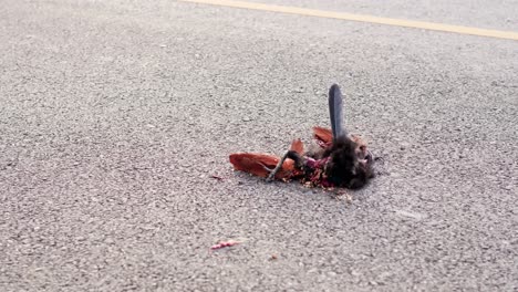 close up of the corpse of a chicken dies from a car crash on the road