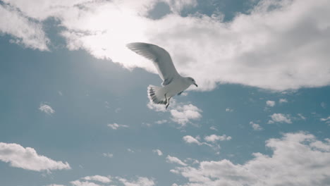 Möwe,-Die-An-Einem-Sonnigen-Tag-Hoch-Gegen-Den-Schönen-Blauen-Himmel-Und-Die-Weißen-Wolken-Fliegt