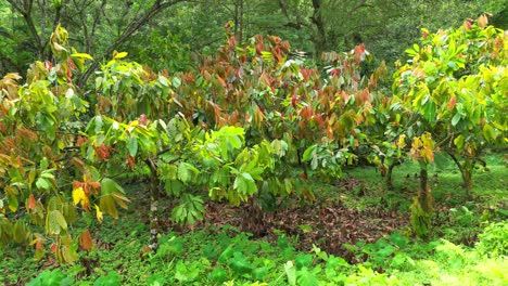 Aerial-view-over-cacoeiros-with-the-wind-hitting-the-branches-and-the-leaves-shaking-in-Sao-Tome,Africa