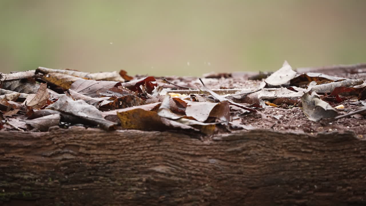 두 개의 아름다운 노란색 벌레가 식사를 즐기고, 그들의 활기찬 털이 잎자루 사이에서 빛나고, 그 다음에는 우아하게 날아갑니다.