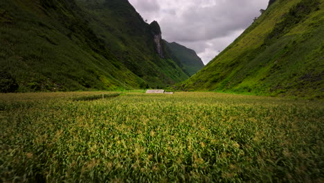 aérea baja sobre el campo de maíz exuberante en el valle de hmong, yen minh, vietnam del norte