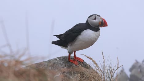 Atlantic-puffin-(Fratercula-arctica),-on-the-rock-on-the-island-of-Runde-(Norway).