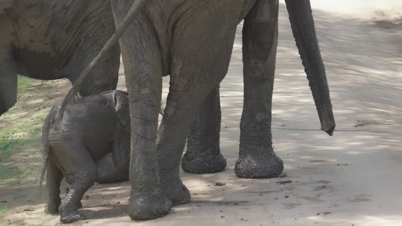 Baby elephant rubs against its mother's legs, covered in mud