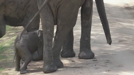 baby elephant rubs against its mother's legs, covered in mud