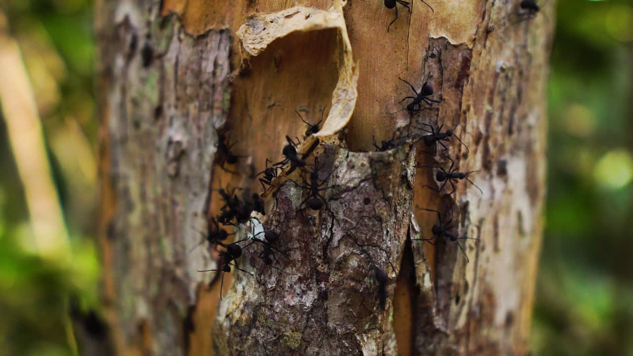 Lenta inquadratura in picchiata di formiche sulla corteccia di un albero nella giungla.