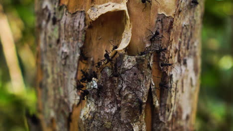 Slow-tilt-down-shot-of-ants-on-tree-bark-in-jungle