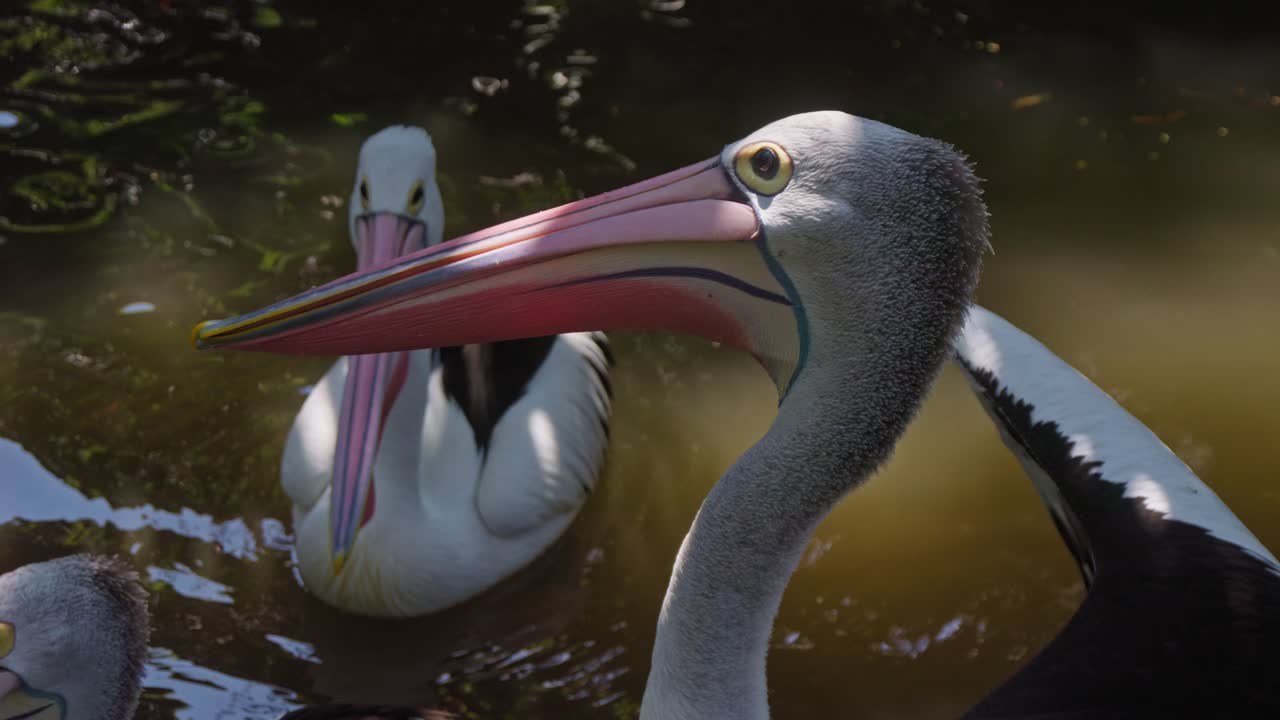 Pellicani australiani sull'acqua, primo piano e slow-motion.