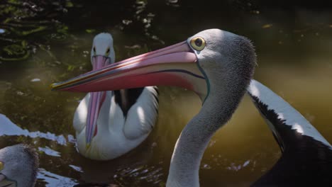 pelícanos australianos en el agua, primer plano y cámara lenta